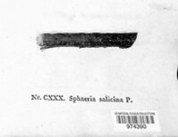 Valsa salicina image